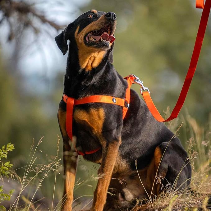 Blueberry Pet Essentials Matching Dog Collar Leash Harness Set in Orange Vermilion, Adjustable Classic Solid Color Nylon Collar with Harness & 5 ft Leash for Small Dogs