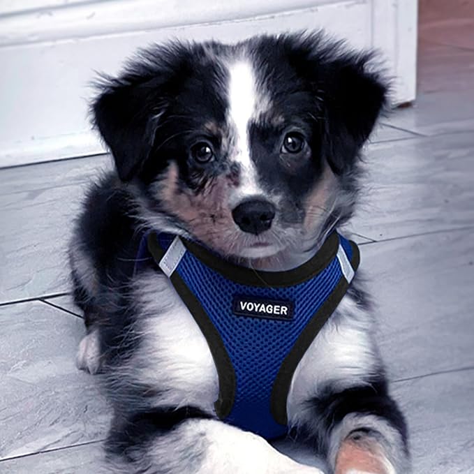 Best Pet Supplies Voyager Step-in Air Harness - All Weather Mesh, Reflective, No Pull Harness for Dogs, Cats - Secure with Hook & Loop Fastener, Buckle, Double D-Rings - Royal Blue/Black Trim, XXS