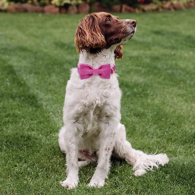 Purple Dog Collars for Small Dog,Cute Corduroy Dog Collar with Bow Tie Safety Metal Buckle Adjustable Puppy Collars for Small Medium Large Boy&Girl Dogs,S-Neck 10"-16"
