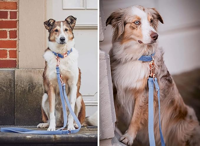 Soft Leather Dog Collar and Leash (6.6') Set - Stylish Rose Gold Heavy Duty Metal Buckle, 4 Adjustable Lengths Leash for Small Medium Large Dogs - Comfortable & Easy to Clean BluePurple S(12.2"-16.9")