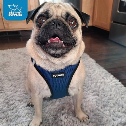 Best Pet Supplies Voyager Step-in Air Harness - All Weather Mesh, Reflective, No Pull Harness for Dogs, Cats - Secure with Hook & Loop Fastener, Buckle, Double D-Rings - Royal Blue/Black Trim, XXS