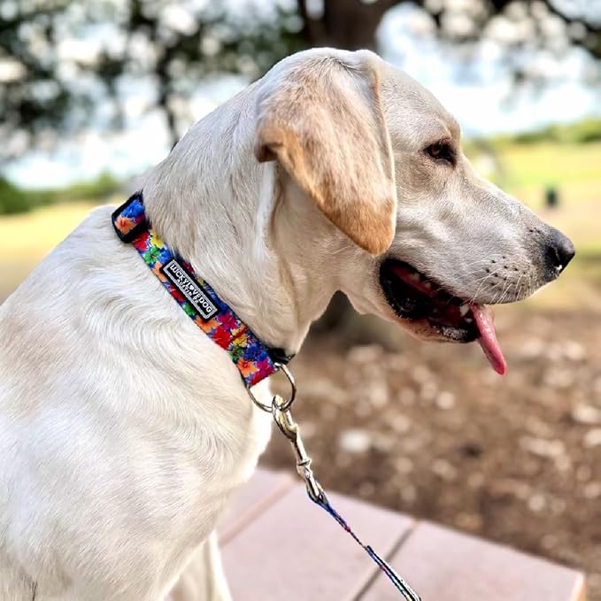 Lucky Love Dog - Easy Click Buckle Dog Collar with Leash Set Combo, Durable & Comfortable for Male & Female Dogs, Pet Collar for Small Dogs, Secure Fit - Hana Combo, XS
