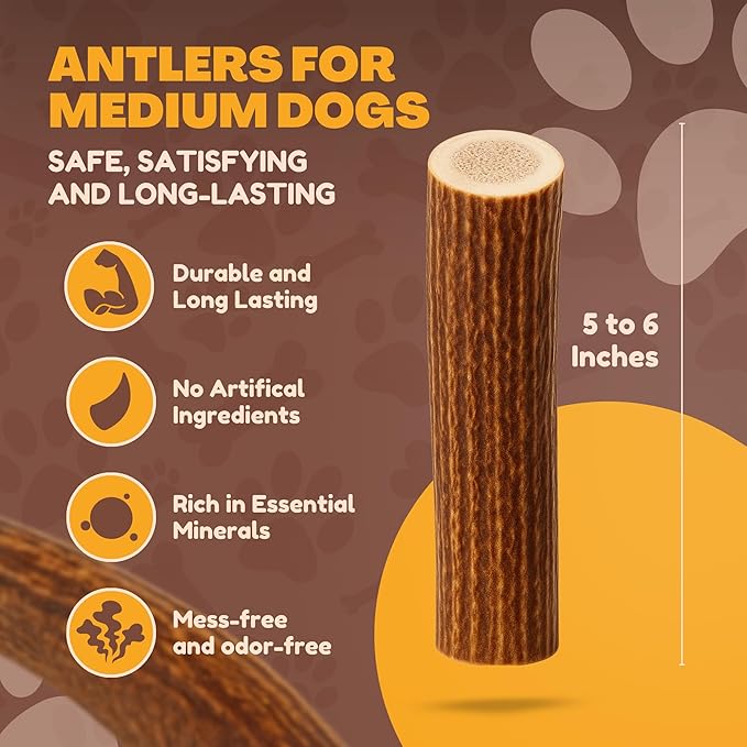 WhiteTail Naturals - Deer Antlers for Dogs - Long Lasting Antler Dog Chews - Crafted in USA, Naturally Shed Antler Dog Bones for Aggressive Chewers (Thick-Medium- 1 Pack)