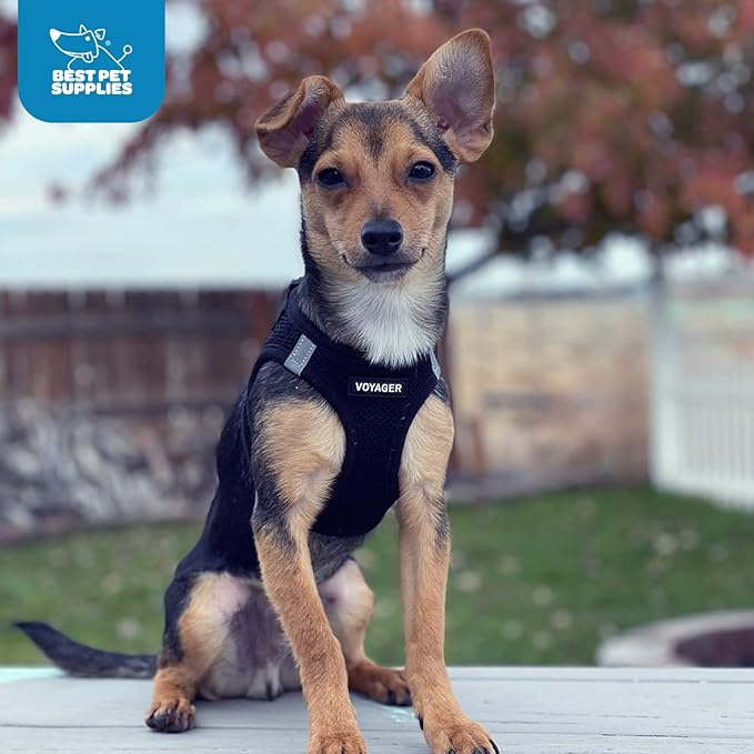 Best Pet Supplies Voyager Step-in Air Harness - All Weather Mesh, Reflective, No Pull Harness for Dogs, Cats - Secure with Hook & Loop Fastener, Buckle, Double D-Rings - Black, L
