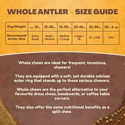 WhiteTail Naturals - Antlers for Extra Small Dogs (6 Pack) Deer Antler Dog Chew Bones for Extra Small Aggressive Chewers - Long Lasting Horn Chew Toys - Naturally Shed