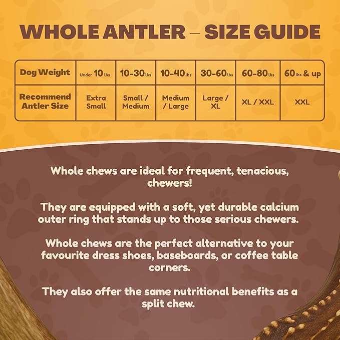 WhiteTail Naturals - Antlers for Small Dogs (10 Pack) Deer Antler Dog Chew Bones for Small Aggressive Chewers - Long Lasting Horn Chew Toys - Naturally Shed