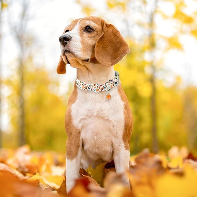 Faygarsle Fall Dog Collar, Autumn Floral Pattern with Maple Leaf Charm, White with Pumpkins and Leaves for Small Medium Large Dogs L