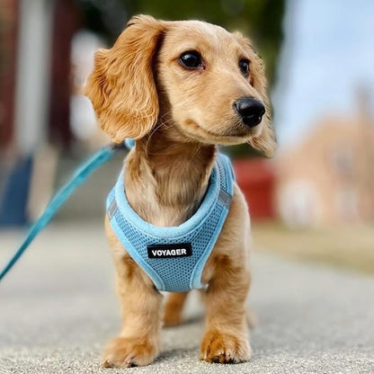Best Pet Supplies Voyager Step-in Air Harness - All Weather Mesh, Reflective, No Pull Harness for Dogs, Cats - Secure with Hook & Loop Fastener, Buckle, Double D-Rings - Baby Blue, XS