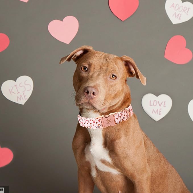 Elegant Little Tail Pink Heart Dog Collar, Valentine's Day Gift - Adjustable for X-Small Dogs