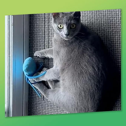KITTY KA-ZOOM ZOOMIE Jelly Fish - Refillable Catnip Toy + Catnip | High Potency Hand Harvested Fresh Catnip | Soft Plush for Engaging Play