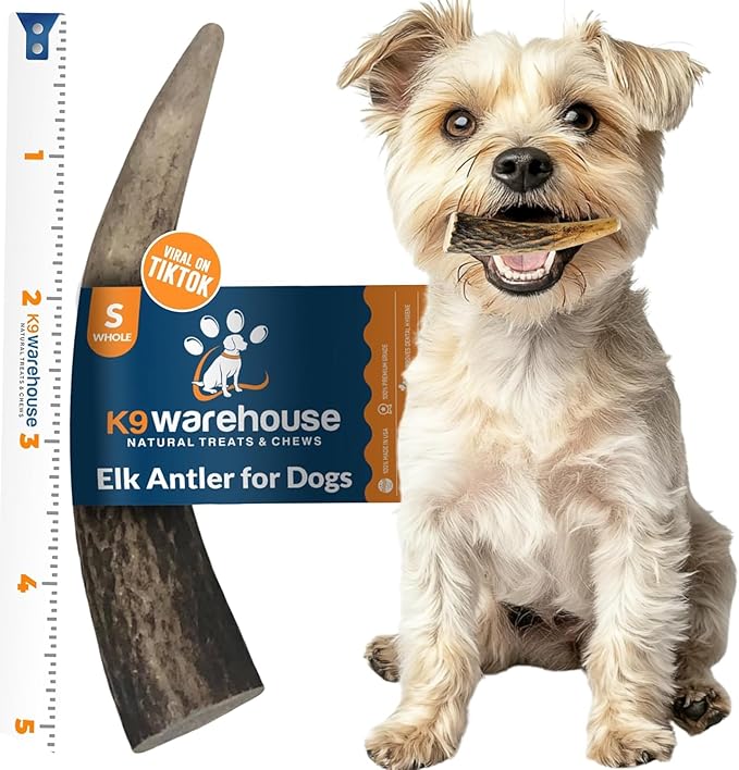 K9warehouse Natural Elk Antlers for Dogs - Premium Grade Dog Antler Chews - Long-Lasting Whole Deer Antles Ideal for Aggressive Chewers - Safe USA Sourced Chew for Medium and Large Dogs - 1 Pack