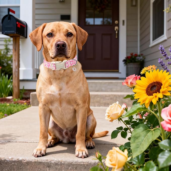 DOGWONG Flower Dog Collar-Daisy Flower Print Girl Dog Collar for Large Cute Dog Collars Spring Female Pet Gift Adjustable Heavy-Duty Soft Collar，M