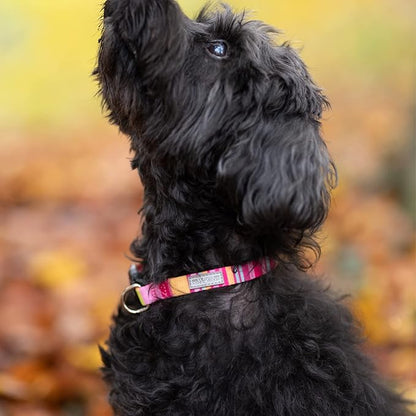 Lucky Love Dog - Adjustable Dog Collar with Easy Click Buckle for Small Ones, Durable, & Comfortable for Male & Female Dogs, Pet Collar for Puppies & Adult Dogs - Molly, XS