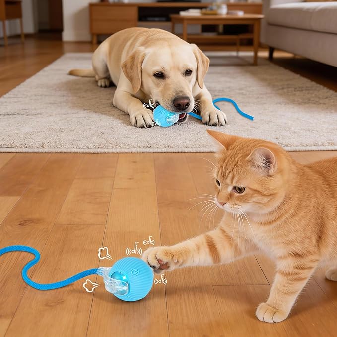 JINDILONG Cat Toy, Electric Interactive Toys for Indoor Cats, Blue