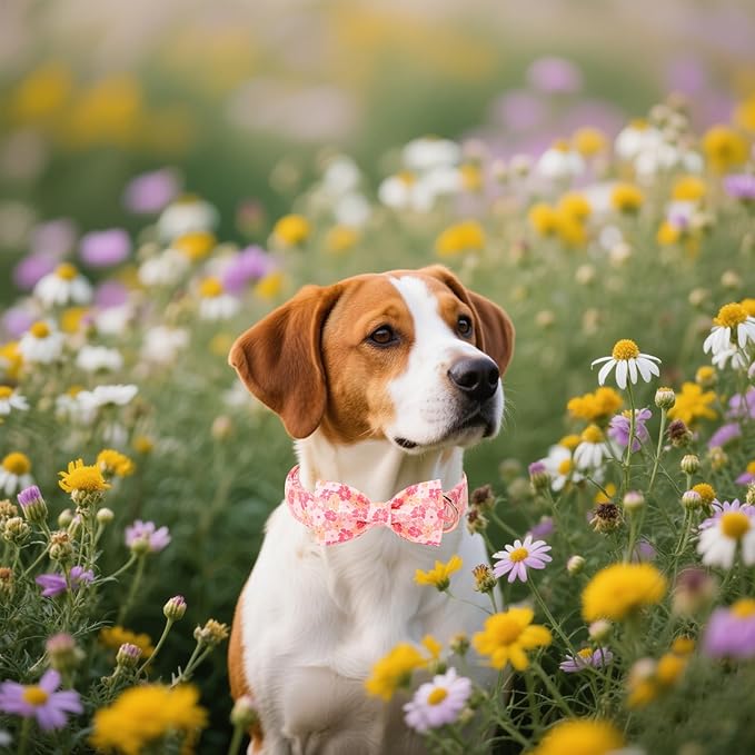 Unique style paws Cartoon Dog Collar with Bow Spring Summer Puppy Collar with Flower for Small Medium Large Boys Girls Dogs