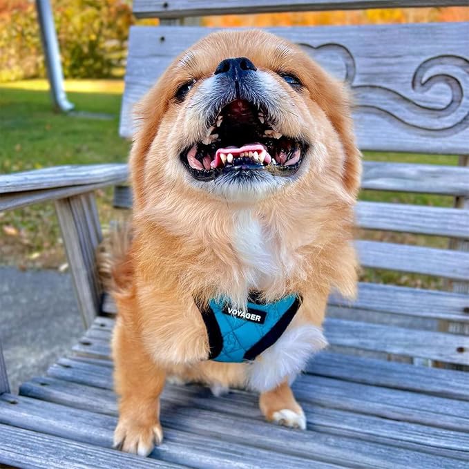Best Pet Supplies - All Weather Plush, Reflective, No Pull Harness for Small, Medium Dogs, Cats - Secure with Hook & Loop Fastener, Buckle, Double D-Rings - Turquoise Plush, XS