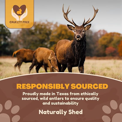 WhiteTail Naturals - Deer Antlers for X-Large Dogs (2 Pack- Jumbo XXL) All Natural Antler Dog Chew - Naturally Shed, Long Lasting Chew Bone for Big Agressive Chewers