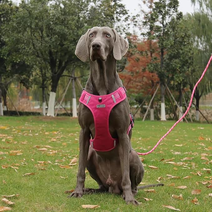 Dog Harness No Pull Adjustable Reflective,for Medium and Large Small Dog with Leash 59.06in (Fuscia, XS)