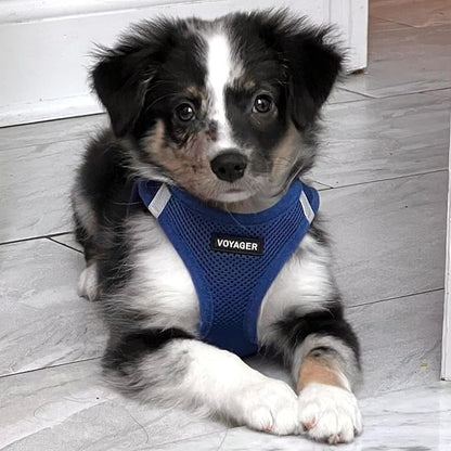 Best Pet Supplies Voyager Step-in Air Harness - All Weather Mesh, Reflective, No Pull Harness for Dogs, Cats - Secure with Hook & Loop Fastener, Buckle, Double D-Rings - Royal Blue, XL