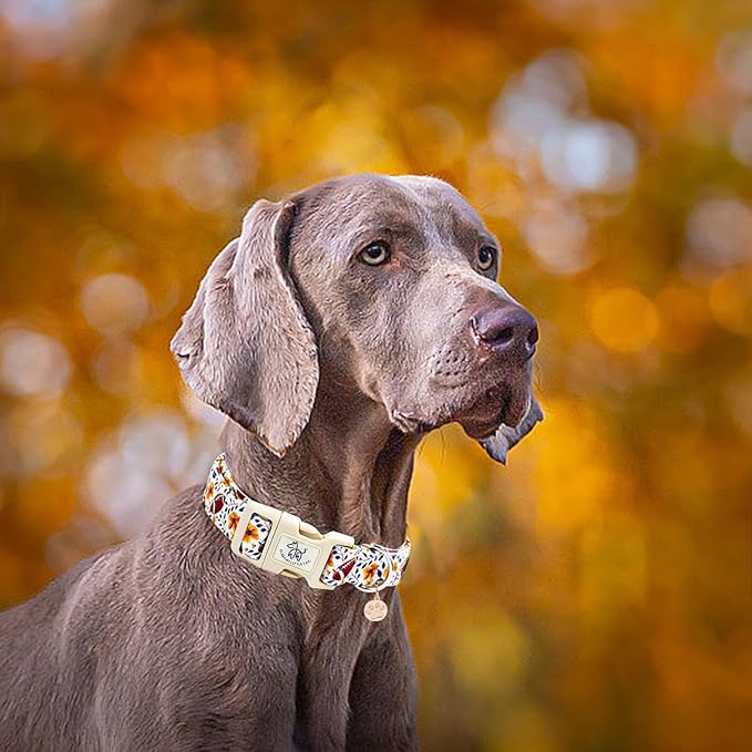Elegant little tail Fall Dog Collar, Rugby with Flower Print Autumn Pet Collars Dog Cotton Soft Sturdy Puppy Collars Holiday Female Adjustable Collar for Medium Dogs