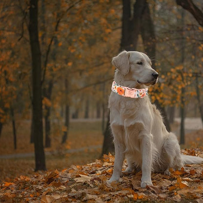Elegant Little Tail Fall Dog Collar - Durable Orange Floral Dog Collar for Medium Dogs, Adjustable for Male or Female Pets - Perfect