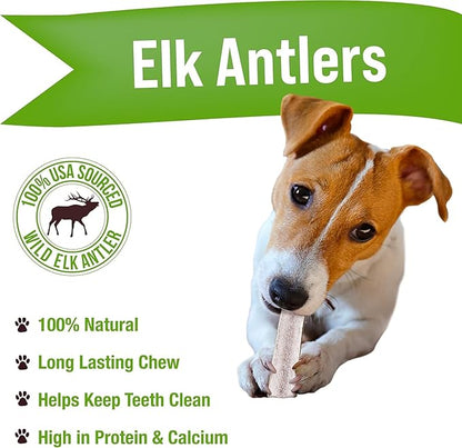 Buck Bone Organics Dog Chews, Elk Antlers for Dogs, Long Lasting Dog Bones for Aggressive Chewers, All Natural, No Preservatives, Wild Shed in The USA (Small 3 Pack)