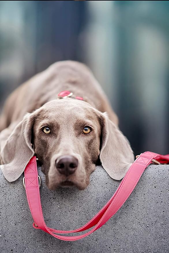 Soft Leather Dog Collar and Leash (6.6') Set - Stylish Rose Gold Heavy Duty Metal Buckle, 4 Adjustable Lengths Leash for Small Medium Large Dogs - Comfortable & Easy to Clean Dark Pink M(13.8"-19.7")