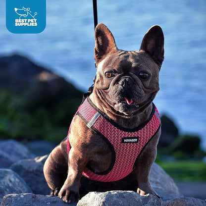 Best Pet Supplies Voyager Step-in Air Harness - All Weather Mesh, Reflective, No Pull Harness for Dogs, Cats - Secure with Hook & Loop Fastener, Buckle, Double D-Rings - Turquoise, M