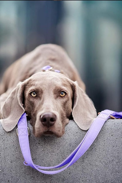 Soft Leather Dog Collar and Leash (6.6') Set - Stylish Rose Gold Heavy Duty Metal Buckle, 4 Adjustable Lengths Leash for Small Medium Large Dogs - Comfortable & Easy to Clean (XS, Light Purple)