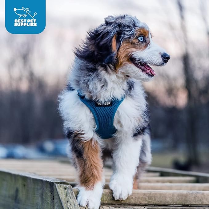 Best Pet Supplies Voyager Step-in Air Harness - All Weather Mesh, Reflective, No Pull Harness for Dogs, Cats - Secure with Hook & Loop Fastener, Buckle, Double D-Rings - Turquoise, XXS