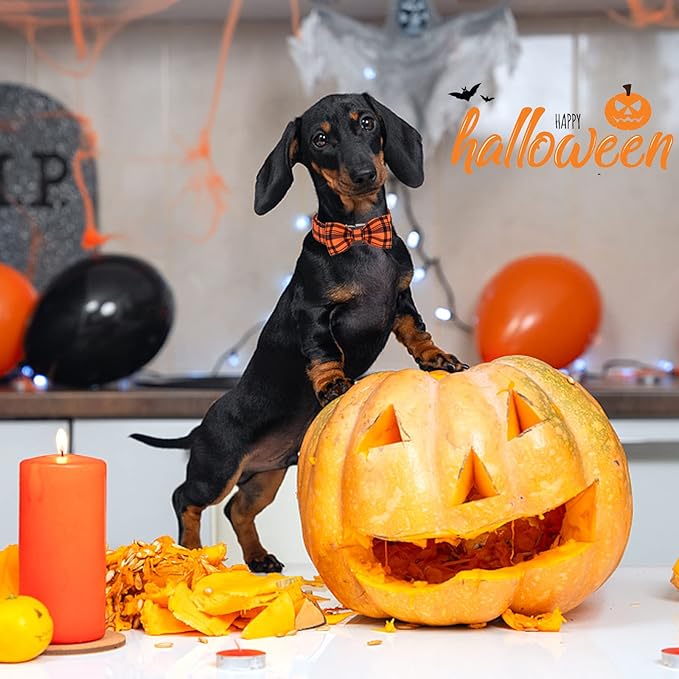 ARING PET Dog Collar, Cute Fall Dog Collar with Bow, Adjustable Halloween Orange Grid Bowtie Dog Collars Gift with Metal Buckle for Small Medium Large Dogs