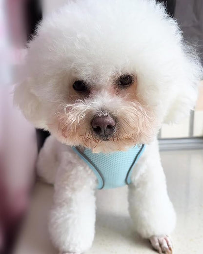 Solmoony Dog Harness for Small Medium Dogs No Pull, Puppy Harness and Leash Set, Puppy Harness for Small Dogs, Step in Harness for Small Dogs, mesh Dog Harness. (Bule, L)