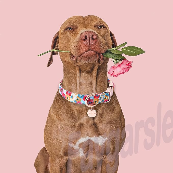 Faygarsle Colorful Pattern Dog Collar for Small Medium Large Dogs Cute Puppy Collars for Female Dogs Floral Dog Collars for Summer Spring Wedding Necklace Girl Dog Collar XS