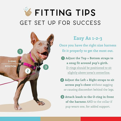 Wildebeest No Pull Dog Harness | Comfortable Training Harnesses | Effective No Pull Harness Design | Ideal for Medium Sized Dog | 4-Point Adjustable(M - 22~28 inch Girth, Fuchsia)
