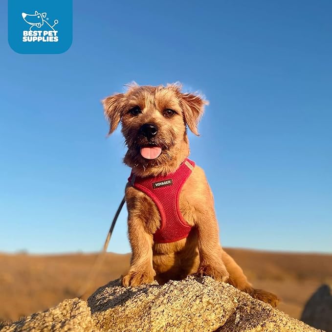 Best Pet Supplies Voyager Step-in Air Harness - All Weather Mesh, Reflective, No Pull Harness for Dogs, Cats - Secure with Hook & Loop Fastener, Buckle, Double D-Rings - Red, S
