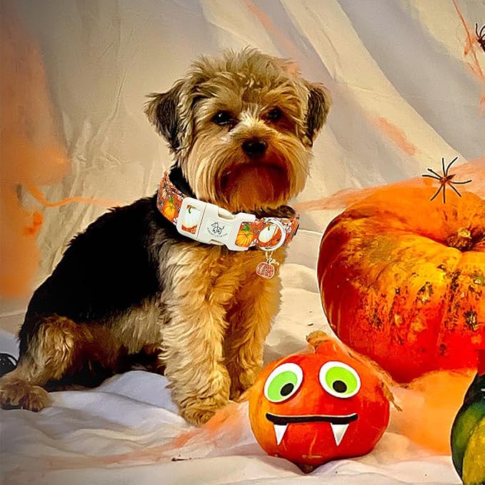 Elegant little tail Halloween Dog Collar, Pumpkin with Flower Print Fall Pet Collars Cotton Soft Durable Puppy Collars Holiday Female Adjustable Collar for X-Small Puppy
