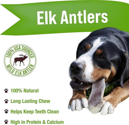 Buck Bone Organics Dog Chews, Elk Antlers for Dogs, Long Lasting Dog Bones for Aggressive Chewers, All Natural, No Preservatives, Wild Shed in The USA (Jumbo)