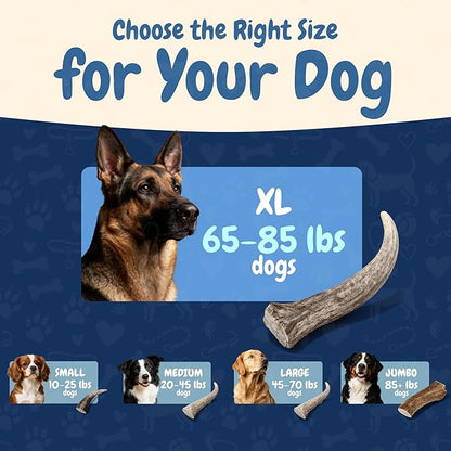 K9warehouse Natural Split Elk Antlers for Dogs - Premium Grade Dog Antler Chews - Long-Lasting Deer Antles Ideal for Aggressive Chewers - Safe USA Sourced Chew for Medium and Large Dogs - 1 Pack