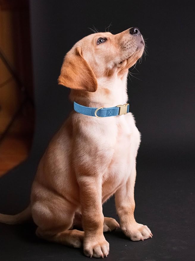Ewinoom Soft Corduroy Dog Collar and Leash Set Adjustable Durable Dog Collars with Metal Buckle and Lead for Medium Dogs,Royal Blue