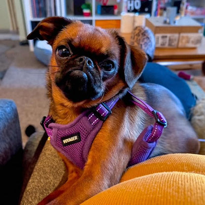 Best Pet Supplies Voyager Adjustable Step-in Flex Breathable Mesh Dog Harness for Small Medium Large Dogs Leash Set (Purple), XL