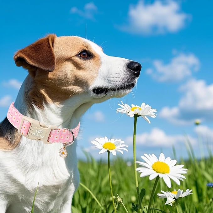 UP URARA PUP Pet Collar-Summer Daisy Dog Collars-Pink Grid Puppy Collar-Adjustable, Sturdy & Cute Girl Boy Dog Collars for Outdoor Fun
