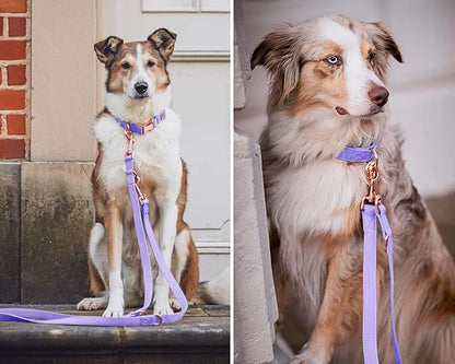 Soft Leather Dog Collar and Leash (6.6') Set - Stylish Rose Gold Heavy Duty Metal Buckle, 4 Adjustable Lengths Leash for Small Medium Large Dogs - Comfortable & Easy to Clean (XS, Light Purple)