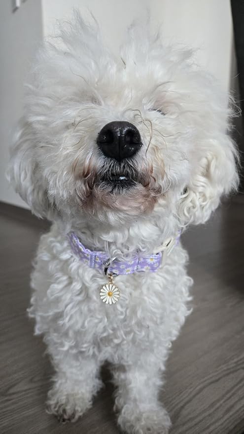 Lionet Paws Floral Dog Collar- Cute Daisy Purple Dog Collars with Plastic Buckle,Light Adjustable Dog Collars for Medium Large Dogs