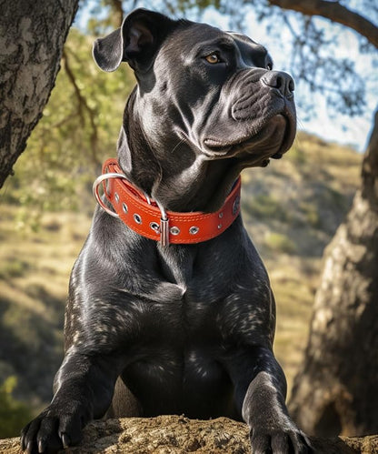 Leather Dog Collar, 2 inches Wide Heavy Duty Genuine Leather Collars, Handmade, Soft, and Luxury, Eye-catching Best Choice for Large and Medium Breed Dogs, Orange 15-19 ins