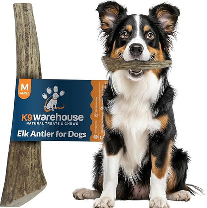 K9warehouse Natural Elk Antlers for Dogs - Premium Grade Dog Antler Chews - Long-Lasting Whole Deer Antles Ideal for Aggressive Chewers - Safe USA Sourced Chew for Medium and Large Dogs - 1 Pack