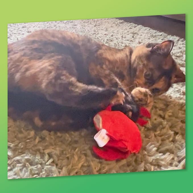KITTY KA-ZOOM ZOOMIE Crab - Refillable Catnip Toy + Catnip | High Potency Hand Harvested Fresh | Soft Plush for Engaging Play