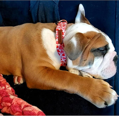 Lionheart glory Valentine Collar, Red Hearts Dog Collar for Medium Cute Dog Collars Spring Female Pet Gift Adjustable Heavy-Duty Dog Collar Holiday