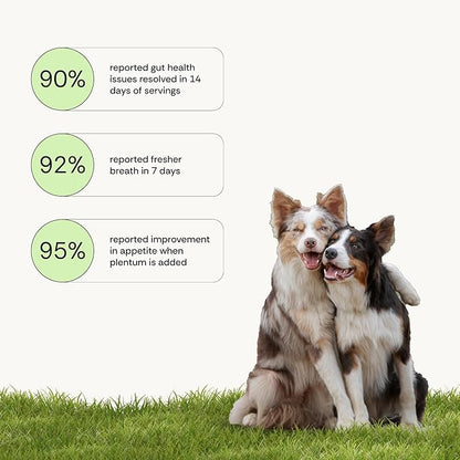 Daily Prebiotic + Postbiotic Dog Supplement Powder | 12-in-1 Support for Gut, Joints, Allergy, Immunity, Calming & Oral Health | Human-Grade Ingredients, No Artificial Flavors-No Fillers - 30 Sachets