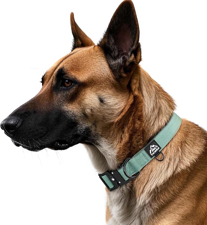 Dog Collar for Large Dogs - Adjustable, Chew Proof Nylon Collar with Metal Quick Release Buckle and D-Ring for Dog Tags (Florida Seaside, L(1''Width, Fit 14''-20''))