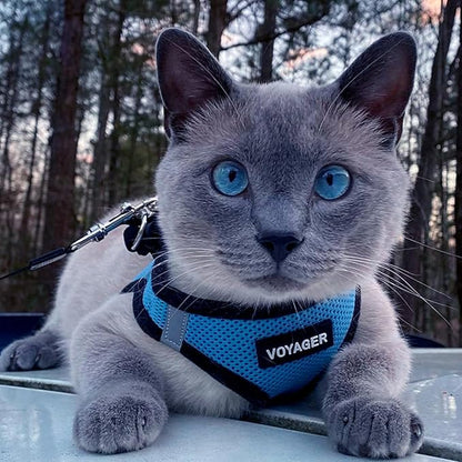 Best Pet Supplies Voyager Step-in Air Harness - All Weather Mesh, Reflective, No Pull Harness for Dogs, Cats - Secure with Hook & Loop Fastener, Buckle, Double D-Rings - Baby Blue/Black Trim, L